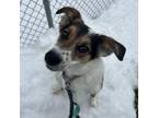 Adopt Hope a Australian Shepherd