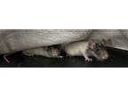 Adopt Winkin' a Rat