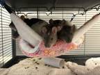 Adopt Danielle a Rat