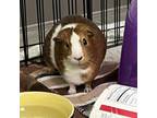 Adopt Mater a Guinea Pig