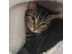 Adopt Dolce Gabanna a Domestic Short Hair