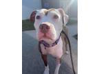 Adopt Jazzy a Pit Bull Terrier