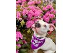 Adopt Lavender a Pit Bull Terrier