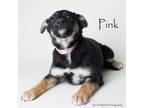 Adopt Pink a Border Collie, Mixed Breed
