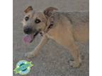 Adopt Juno a Mixed Breed