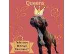 Adopt Queens a Pit Bull Terrier