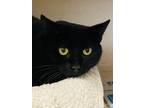 Adopt Zena a Domestic Short Hair