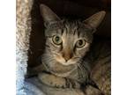 Adopt Hyacinth a Domestic Short Hair