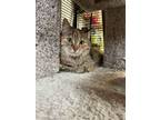 Adopt Jesabel a Domestic Medium Hair