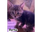 Adopt Portia a Domestic Short Hair