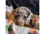 Dachshund Puppy for sale in Redlands, CA, USA