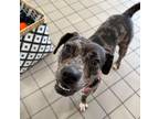 Adopt Lesley a Catahoula Leopard Dog, Mixed Breed