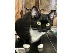 Adopt Zoey a Domestic Short Hair