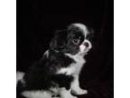Japanese Chin Puppy for sale in Daleville, AL, USA