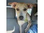 Adopt Thelma a Labrador Retriever, Mixed Breed