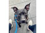 Adopt Cherry a Mixed Breed, Pit Bull Terrier