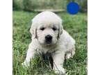 Golden Retriever Puppy for sale in Liberty Hill, TX, USA