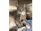 Adopt Ren a Domestic Short Hair