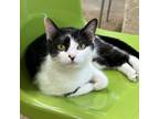 Adopt Banchee a Domestic Short Hair