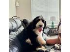 Adopt Erielle a Bernese Mountain Dog, Poodle