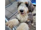 Adopt Heather a Bernese Mountain Dog, Poodle