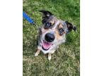 Adopt Bindi a Australian Shepherd, Border Collie