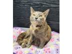 Adopt Toni a Domestic Short Hair