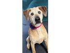 Adopt Gemma a Mixed Breed