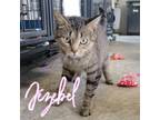 Adopt Jezebel a Domestic Short Hair