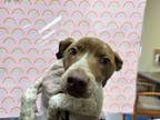 Adopt Lilly a Mixed Breed