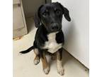 Adopt Ramona a Border Collie, Jack Russell Terrier