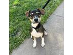 Adopt Beezus a Border Collie, Jack Russell Terrier