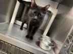 Adopt Amy a Domestic Short Hair