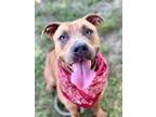 Adopt Annie a Pit Bull Terrier, Mixed Breed