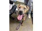 Adopt Annie a Pit Bull Terrier, Mixed Breed