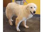 Adopt 29582 a Great Pyrenees