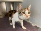 Adopt Faded a Domestic Short Hair