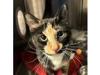 Adopt Patches Mustaches a Domestic Short Hair