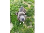Adopt Tess, the Funny Girl a American Staffordshire Terrier