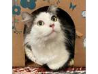 Adopt Baby Cow a Domestic Medium Hair