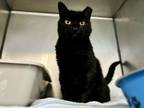 Adopt Aries a Domestic Medium Hair