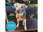 Adopt Snowy a Mixed Breed