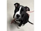 Adopt Astraea a Pit Bull Terrier, Mixed Breed