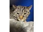 Adopt Hinchey a Domestic Short Hair