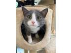 Adopt Cindy a Domestic Short Hair