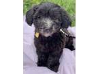 Adopt Muffin a Skye Terrier, Poodle