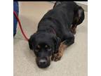 Adopt Dory - In Foster a Rottweiler