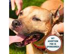 Adopt Beautie a Pit Bull Terrier