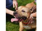Adopt Beautie a Pit Bull Terrier