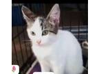 Adopt Lyani a Domestic Short Hair